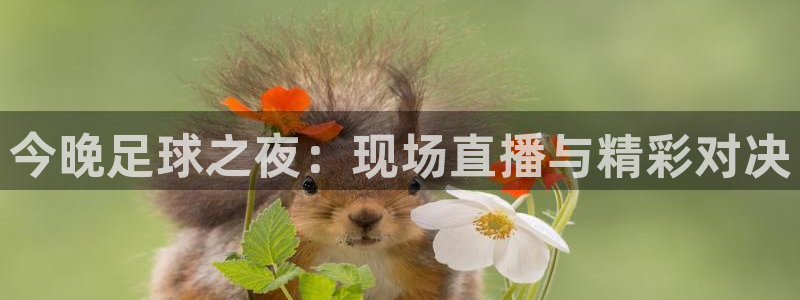 今晚足球之夜：现场直播与精彩对决